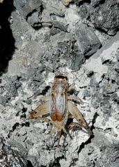 Velarifictorus aspersus