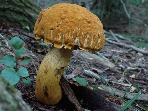 Rugiboletus extremiorientalis