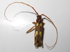 Eburodacrys sulphureosignata