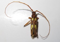 Eburodacrys sulphureosignata