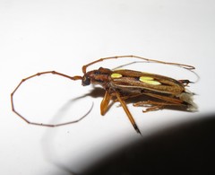 Eburodacrys sulphureosignata