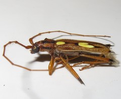 Eburodacrys sulphureosignata