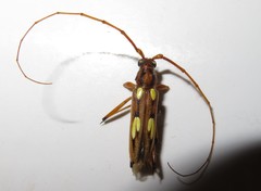 Eburodacrys sulphureosignata