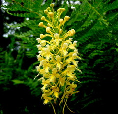 Platanthera × bicolor