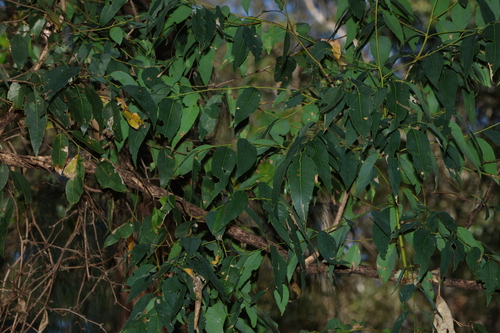 Eucalyptus carnea, photograph 6