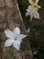 Nicotiana