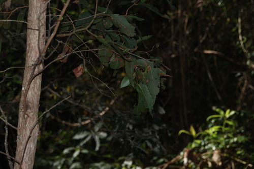 Eucalyptus carnea, photograph 4