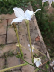 Nicotiana