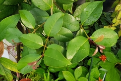 Macrosolen cochinchinensis