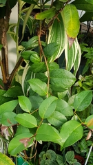 Macrosolen cochinchinensis