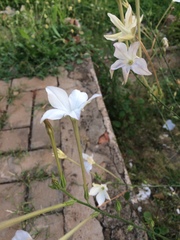 Nicotiana