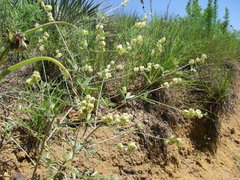 Pediomelum digitatum