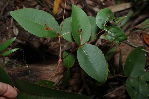 Eucalyptus carnea, photograph 5