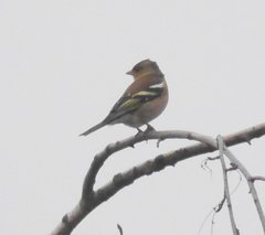 Fringilla coelebs coelebs