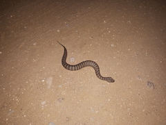 Acanthophis antarcticus