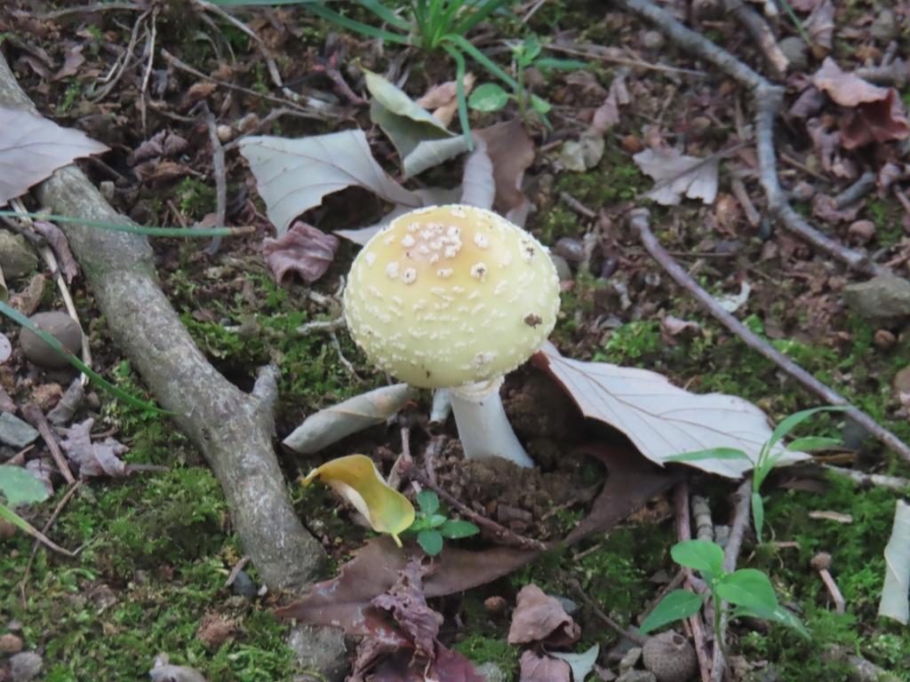 Amanita orientigemmata · September 2025 · photo: © mami_t_t (iNaturalist, cc-by)