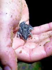 Leptodactylus latinasus