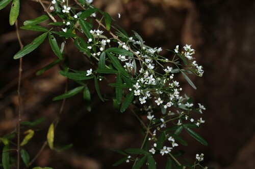 hill Zieria (Zieria collina)