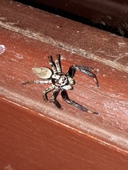 Asaphobelis physonychus