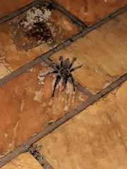 Eupalaestrus crassimetatarsis