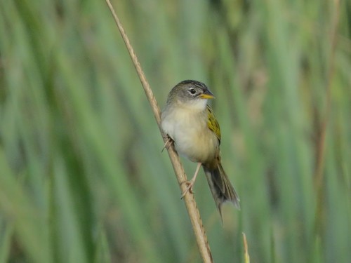 Lesser Grass Finch (Emberizoides ypiranganus), photo 5