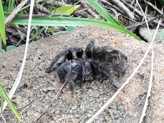 Grammostola