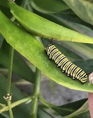 Danaus plexippus