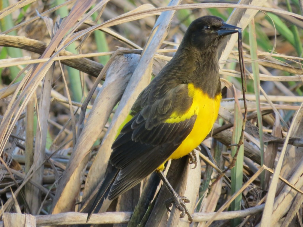 Yellow-rumped Marshbird