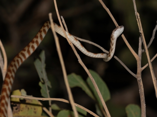 Brown Tree Snake sighting