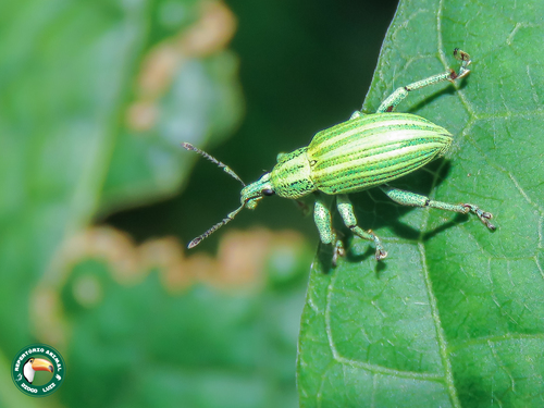 Phaops thunbergii