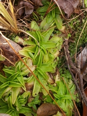 Pinguicula primuliflora