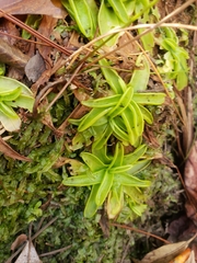 Pinguicula primuliflora