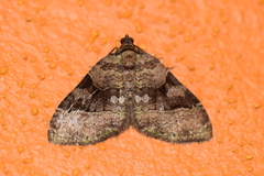 Xanthorhoe defensaria