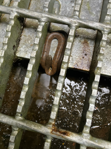 Tiger Snake sighting