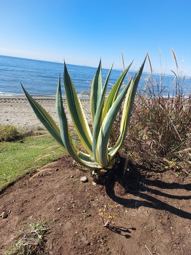 Agave Americana