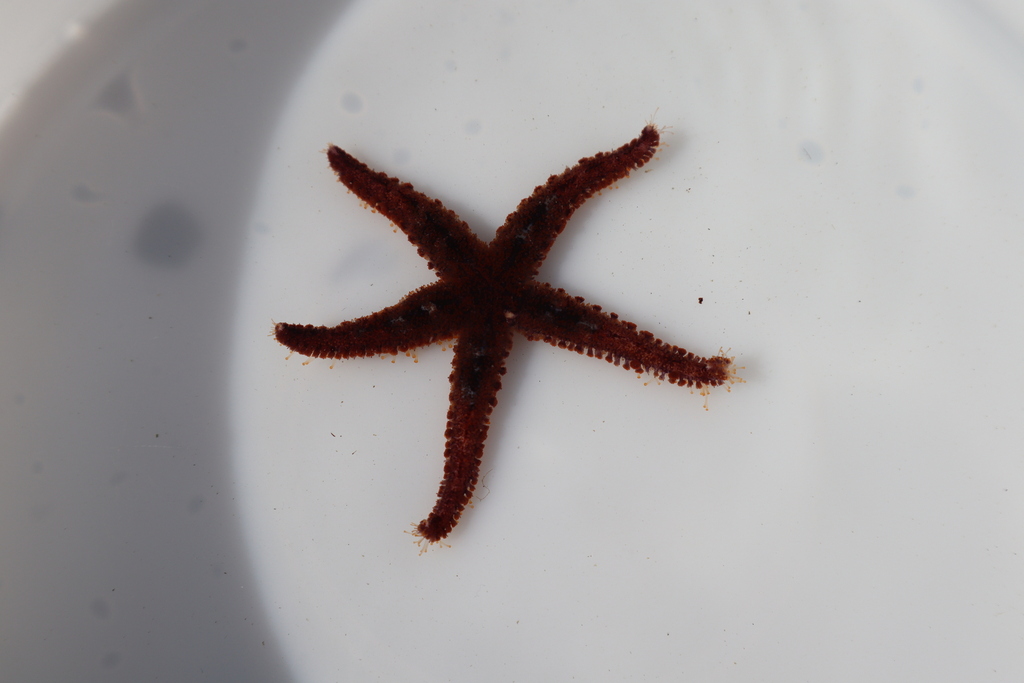 Lysastrosoma