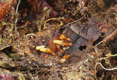 Camponotus conspicuus