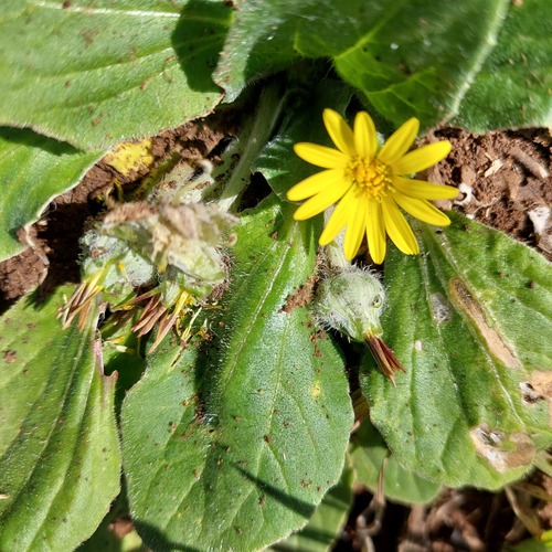 Bear's Ears (Cymbonotus lawsonianus)