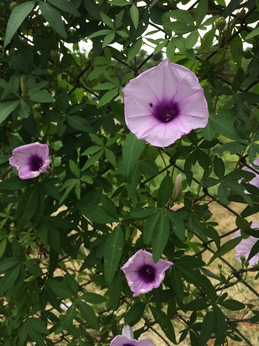 Ipomoea cairica