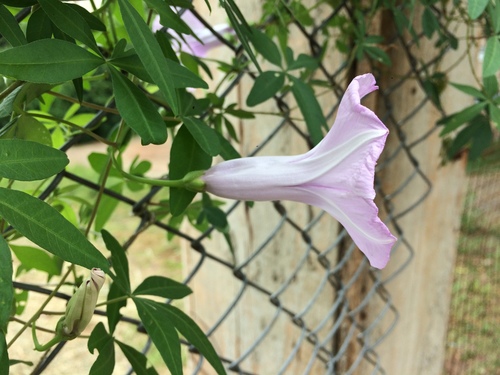 Ipomoea cairica
