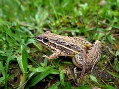 Leptodactylus gracilis