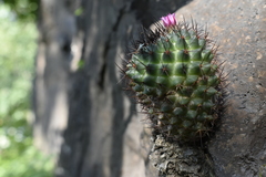 Mammillaria polythele