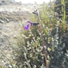 Salvia thymoides