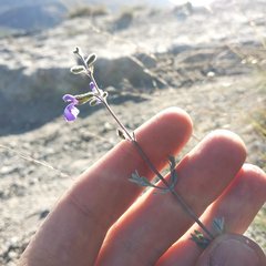 Salvia thymoides