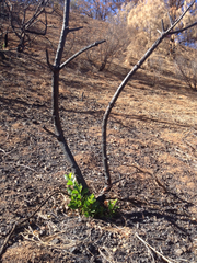 Heteromeles arbutifolia