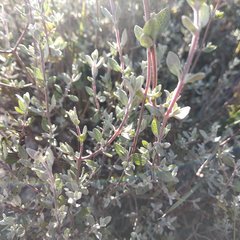 Salvia thymoides