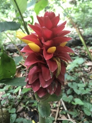 Costus comosus