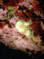 Stelletta clarella