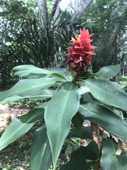 Costus comosus