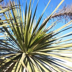 Nolina parviflora